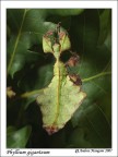 Insetto foglia - Phyllium giganteum Insetto foglia - Phyllium giganteum