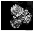 Bellezza.....in bianco e nero.....Dedicato a Ignaro Bellezza.....in bianco e nero.....Dedicato a Ignaro