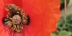 Papaver rhoeas Papaver rhoeas