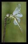 Sympetrum fonscolombii femmina