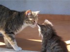 Sweet kitties Sweet kitties