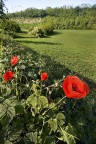 ed ecco a voi ... i papavero! ed ecco a voi ... i papavero!