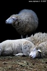 dolce far niente dolce far niente