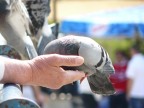 Fiducia Fiducia