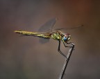 Un altra dolce bestiolina Un altra dolce bestiolina