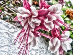 Fiore 4 Fiore 4