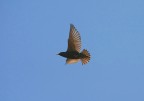 in volo in volo