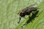 semplice mosca semplice mosca