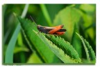 cicala cicala