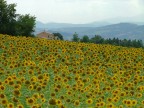 colline delle Marche colline delle Marche