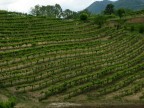 ...onde di vino ...onde di vino