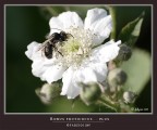 Robus Fruticocus...... plus Robus Fruticocus...... plus
