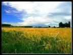grano grano