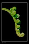 Dryopteris Filix Mas