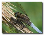 Libellula 2 Libellula 2