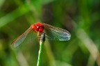 Rossa libellula