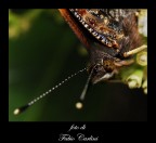 che bella..... la farfallina!