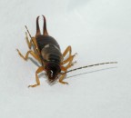 gli ho puntato il cannone e mi voleva quasi sfidare sta bestiolina...