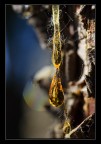 Drop after drop