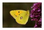 Colias crocea m.