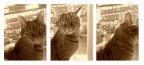 gatto in sequenza gatto in sequenza