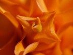 Il fiore arancio Il fiore arancio