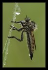 Asilide ( Desiderio ) Asilide ( Desiderio )