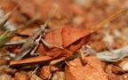 Copula Copula