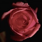 Rosa rosa Rosa rosa