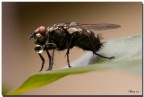 Mosca Mosca