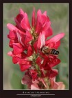ANTYLLIS VULNERARIA.....PLUS
