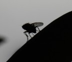mosca ciuffetta mosca ciuffetta