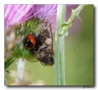 La guerra dei Mostri