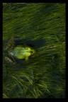 pronta al salto... pronta al salto...