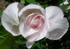 rosa o...Topolino? rosa o...Topolino?