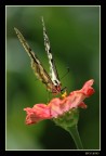 Ecco il mio fiore Ecco il mio fiore