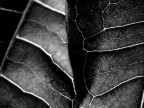 ...VENE... ...VENE...
