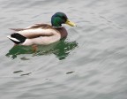 Anatra Anatra