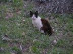 Occhi di gatto Occhi di gatto