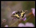 ri-papillon ri-papillon