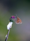 Coenonympha pamphilus