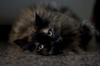 La mia micia La mia micia