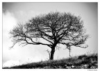 Dark tree 2 Dark tree 2