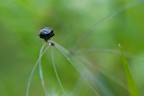 L'equilibrista L'equilibrista