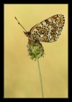 Colori (Melitaea phoebe) Colori (Melitaea phoebe)
