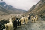 capre himalayane capre himalayane