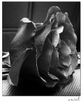 A rose for my friends A rose for my friends