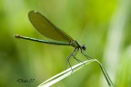 verde verde