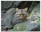 Gatto Selvatico Gatto Selvatico