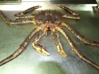 Granchio di 5KG proveniente dai mari freddi della Russia